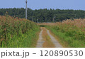 ヨシ原が広がる青森県三沢市にある仏沼 120890530