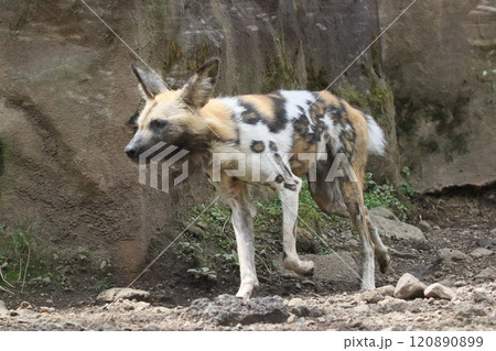 リカオン 120890899