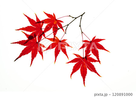 紅葉の透過光撮影と白抜き背景素材 120891000