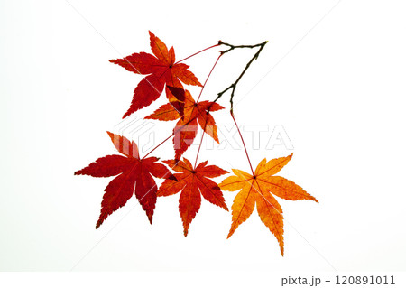 紅葉の透過光撮影と白抜き背景素材 紅葉の透過光撮影と白抜き背景素材 120891011