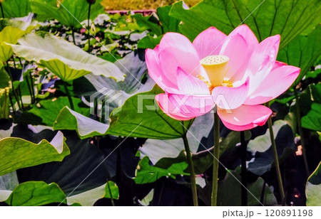 蓮の花のある風景 120891198