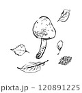Polish mushroom with autumn leaves, hand drawn in graphic style. Mushroom and leaves for design. Vector illustration 120891225