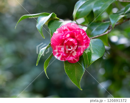 千重咲きの紅白の椿 120891372