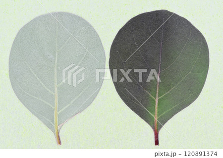 海浜植物・ハマゴウ(浜栲)の葉と葉脈【背景素材】 海浜植物・ハマゴウ(浜栲)の葉と葉脈【背景素材】 120891374