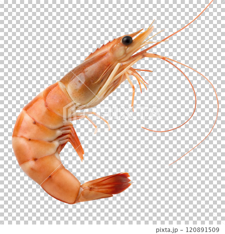 Fresh Cooked Shrimp 120891509