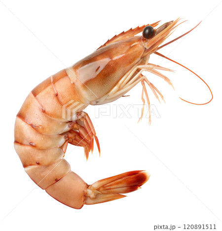 Fresh Shrimp on Black Background 120891511