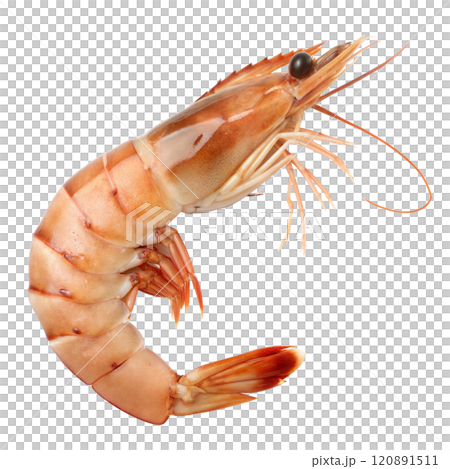 Fresh Shrimp on Black Background 120891511