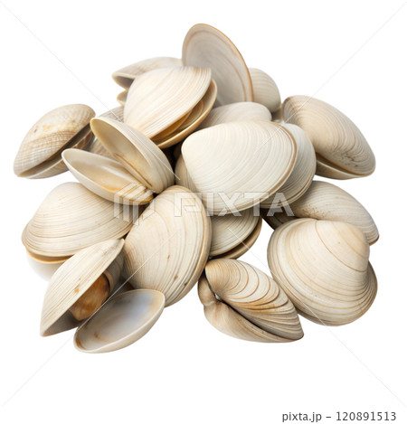 Pile of Empty Clam Shells 120891513