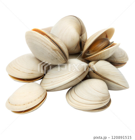 Fresh Clams Isolated on Black Background 120891515