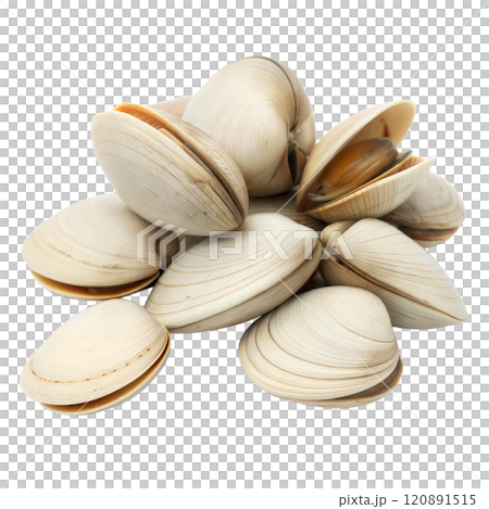 Fresh Clams Isolated on Black Background 120891515
