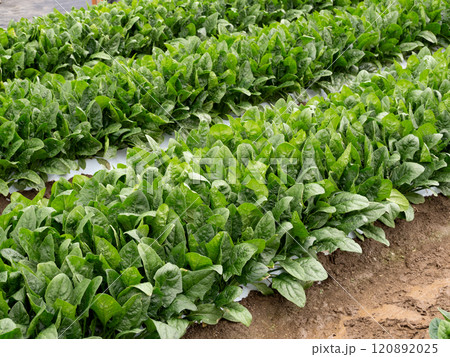 ホウレンソウ畑 120892025