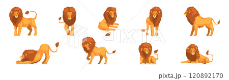 Lion Animal with Majestic Mane in Different Pose Vector Set 120892170