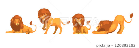 Lion Animal with Majestic Mane in Different Pose Vector Set 120892182