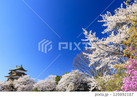 高島城の桜 120892187