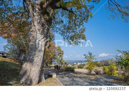 初冬の賀茂川(鴨川)風景 京都市 初冬の賀茂川(鴨川)風景 京都市 120892237