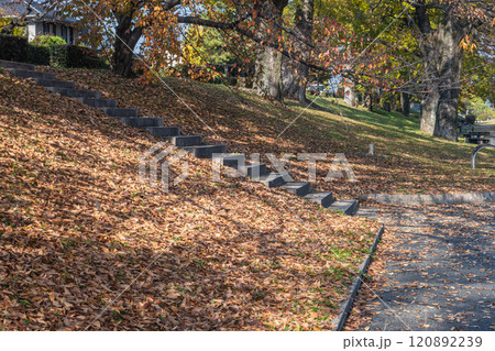 初冬の賀茂川(鴨川)落ち葉散り敷く堤防 京都市 初冬の賀茂川(鴨川)落ち葉散り敷く堤防 京都市 120892239