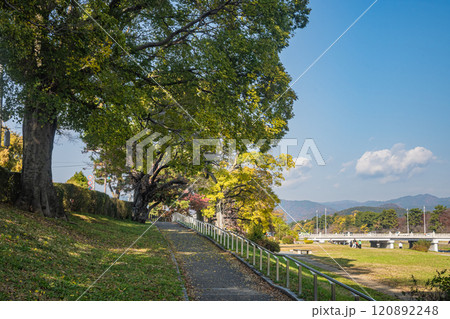 初冬の賀茂川（鴨川）風景　京都市 120892248