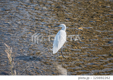 鴨川のシラサギ（コサギ） 120892262