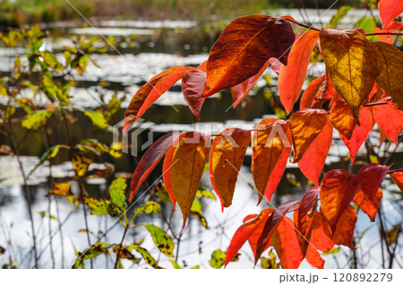 輝く紅葉 120892279