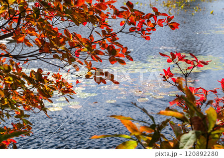 岸辺の紅葉 120892280