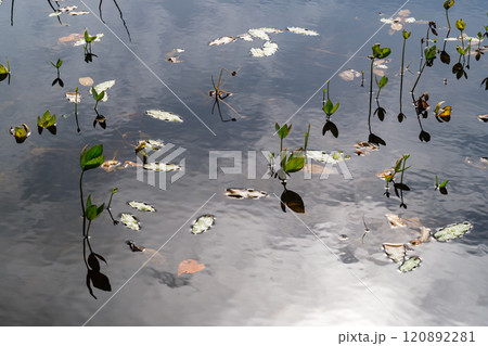 蓮池の水草 蓮池の水草 120892281