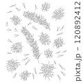 Pine branch with needles, pine needles for winter and Christmas decor. Graphic illustration hand drawn with black ink. Set of isolated objects 120892412
