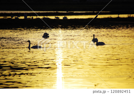 白鳥の群れが寛ぐ冬水田んぼの水面が夕陽を浴びて黄金色に輝いている美しい眺め 白鳥の群れが寛ぐ冬水田んぼの水面が夕陽を浴びて黄金色に輝いている美しい眺め 120892451