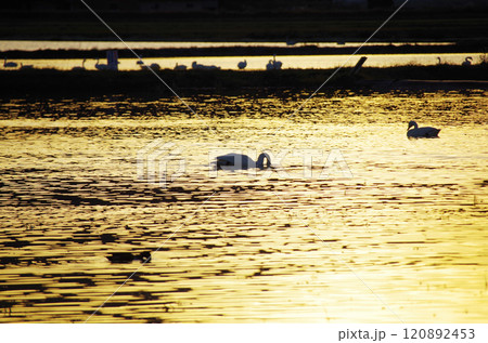 白鳥の群れが寛ぐ冬水田んぼの水面が夕陽を浴びて黄金色に輝いている美しい眺め 白鳥の群れが寛ぐ冬水田んぼの水面が夕陽を浴びて黄金色に輝いている美しい眺め 120892453