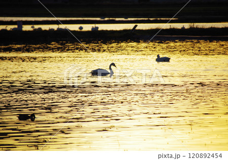白鳥の群れが寛ぐ冬水田んぼの水面が夕陽を浴びて黄金色に輝いている美しい眺め 120892454
