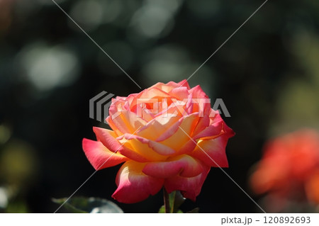 荒尾市　おもやい市民花壇　バラの花、 120892693