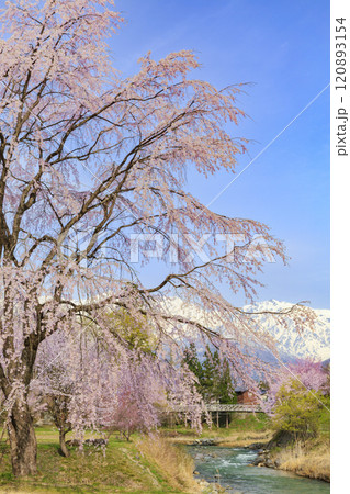 桜満開の大出公園 120893154