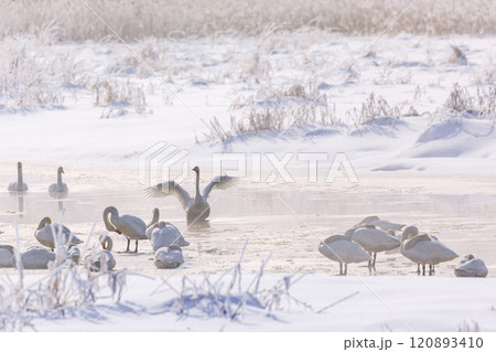 北海道千歳市、真冬の旧長都沼に群れるオオハクチョウ【1月】 120893410
