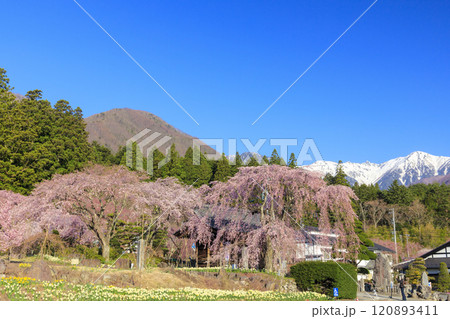 光前寺　満開の桜と水仙まつり 120893411
