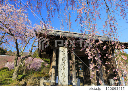 光前寺 満開の桜と水仙まつり 光前寺 満開の桜と水仙まつり 120893415
