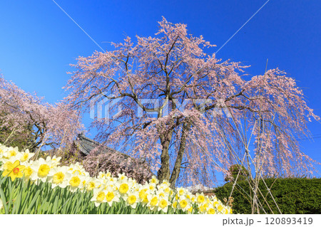 光前寺　満開の桜と水仙まつり 120893419