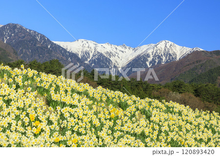 光前寺 満開の桜と水仙まつり 光前寺 満開の桜と水仙まつり 120893420