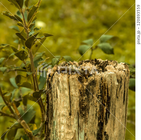 bent nail in wood 120893559