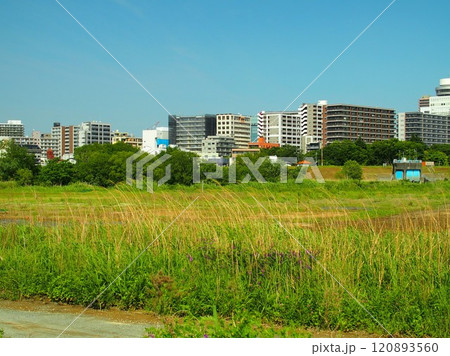 初夏の江戸川河川敷と対岸のビル群風景 120893560