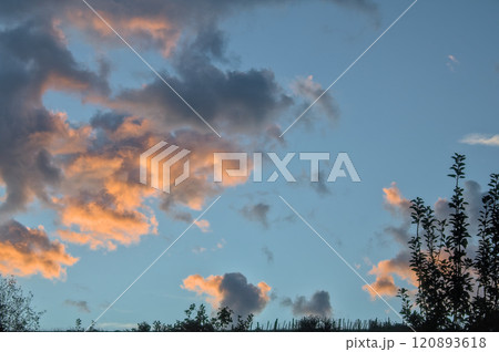 tree silhouette at sunrise 120893618