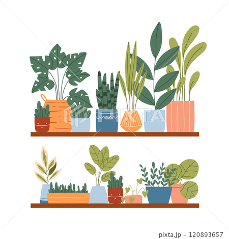 Indoor plants in a pot on a shelf. House plants are on a shelf. Vector illustration.Flat style. Modern plants in pots. Indoor plants in a pot on a shelf. House plants are on a shelf. Vector illustration.Flat style. Modern plants in pots. 120893657