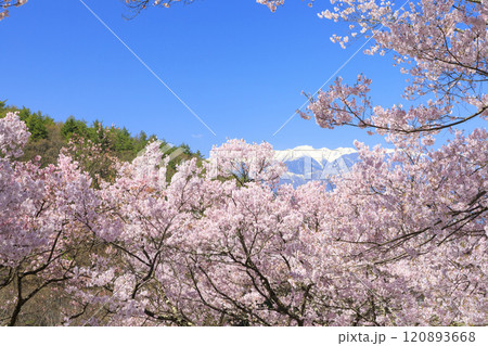 桜満開の高遠城址公園 120893668