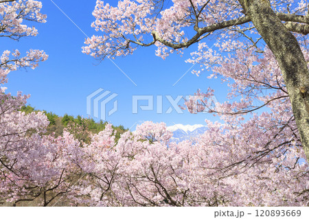 桜満開の高遠城址公園 120893669