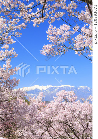 桜満開の高遠城址公園 桜満開の高遠城址公園 120893671