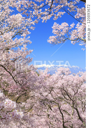 桜満開の高遠城址公園 120893672