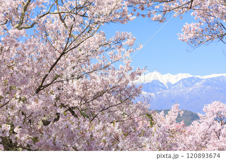 桜満開の高遠城址公園 桜満開の高遠城址公園 120893674