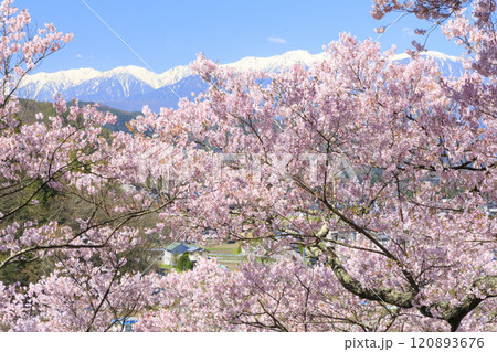 桜満開の高遠城址公園 桜満開の高遠城址公園 120893676