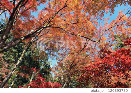 錦秋の東郷公園 錦秋の東郷公園 120893780