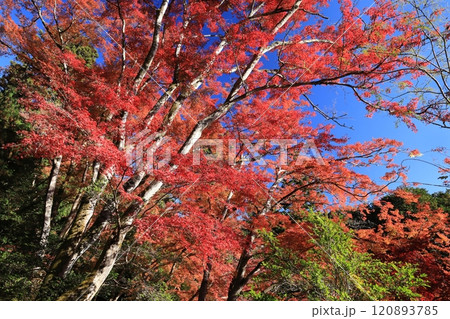 錦秋の東郷公園 120893785