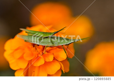 オンブバッタ オンブバッタ 120893885