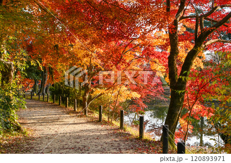 京都府立植物園の紅葉 120893971